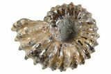 Bumpy Ammonite (Douvilleiceras) Fossil - Madagascar #343799-1